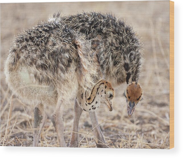 Masai Ostrich Wood Print featuring the photograph Ostrich Chicks by Max Waugh