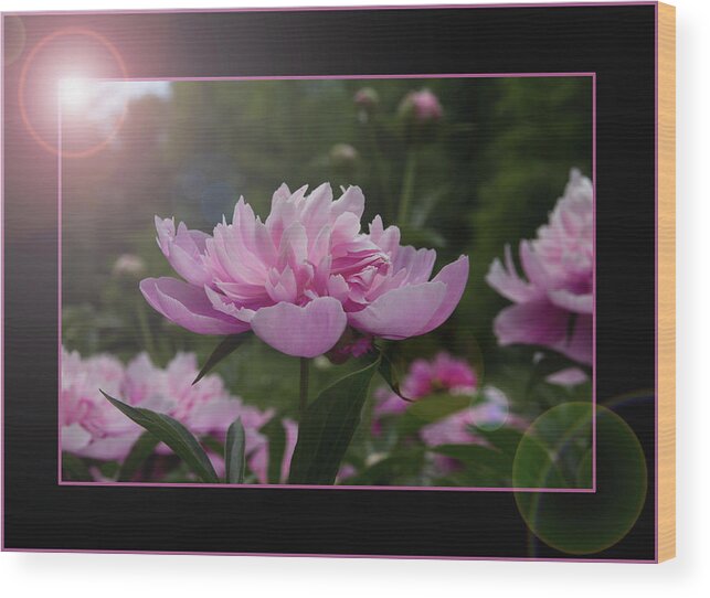 Peony Wood Print featuring the photograph Peony Garden Sun Flare by Patti Deters