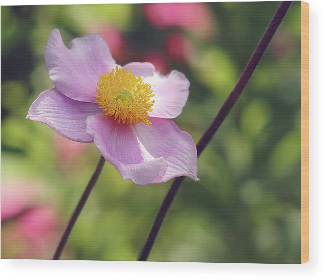 Anemone Wood Print featuring the photograph Pink Anemone by Maria Meester