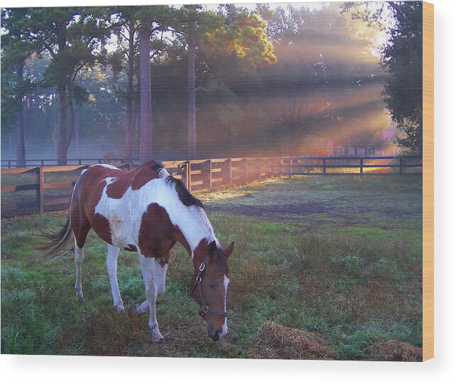 Horse Wood Print featuring the photograph Pinto in a Paddock at Daybreak by Jerry Griffin