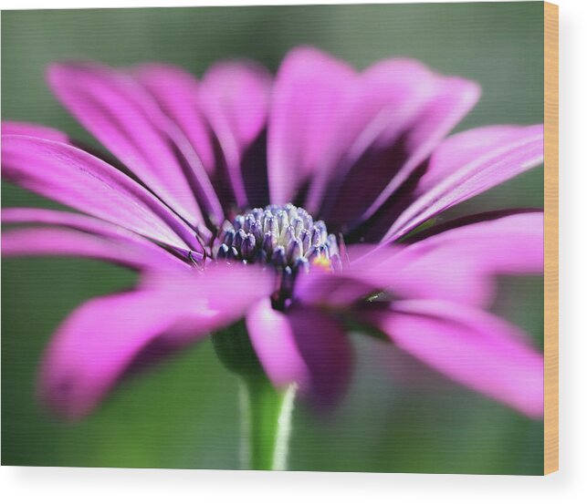 Daisy Wood Print featuring the photograph Purple Spanish Daisy by Johanna Hurmerinta
