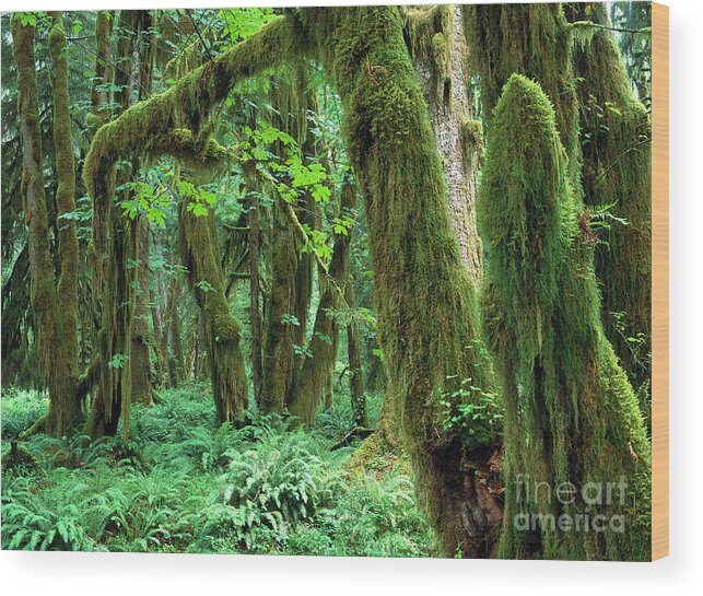 00173596 Wood Print featuring the photograph Quinault Rain Forest by Tim Fitzharris