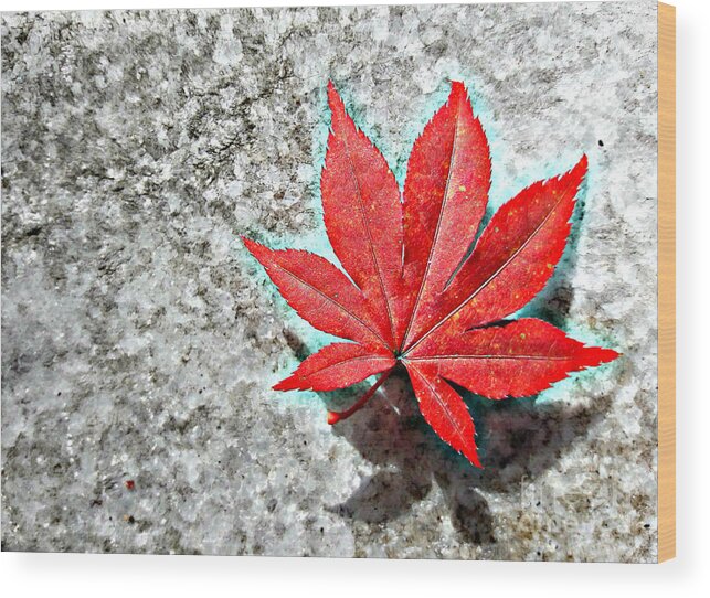 Japanese Maple Wood Print featuring the mixed media Red Maple on Marble by Tracy Ruckman