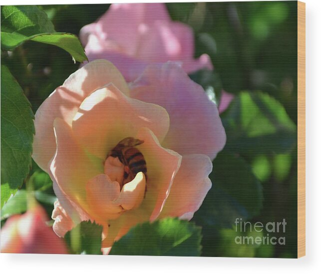 Rose Photography Wood Print featuring the photograph Rose and Bee in the Sunshine by Expressions By Stephanie