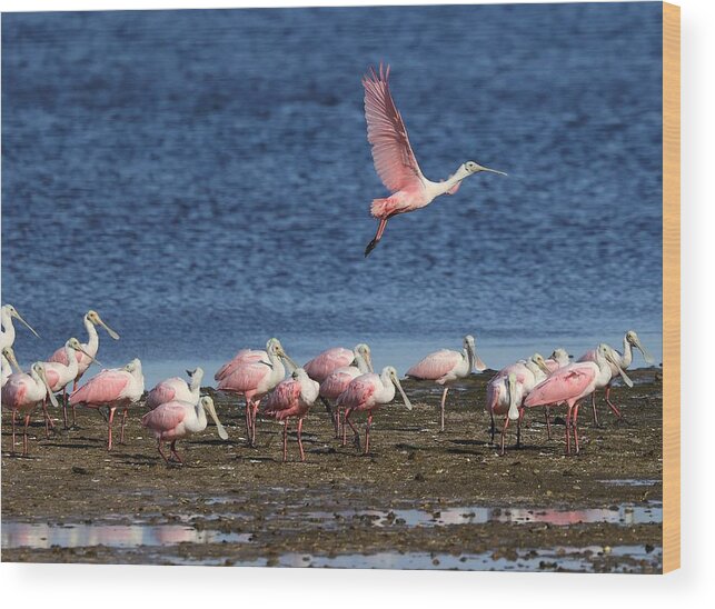 Roseate Spoonbill Wood Print featuring the photograph Roseate Spoonbills Gather Together 5 by Mingming Jiang