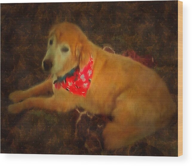 Golden Retriever Wood Print featuring the mixed media Senior Golden by Christopher Reed