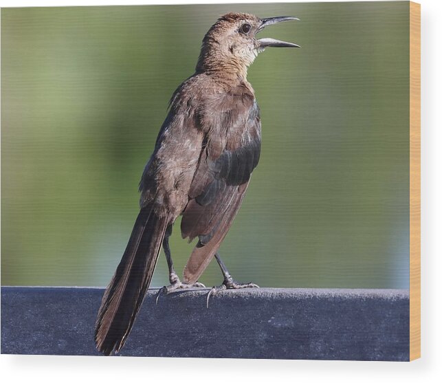 Boat-tailed Grackle Wood Print featuring the photograph Singing in the Morning by Mingming Jiang