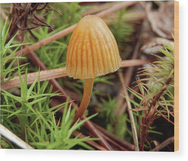 Mushroom Wood Print featuring the photograph Single Tiny Wild Mushroom by Phil And Karen Rispin