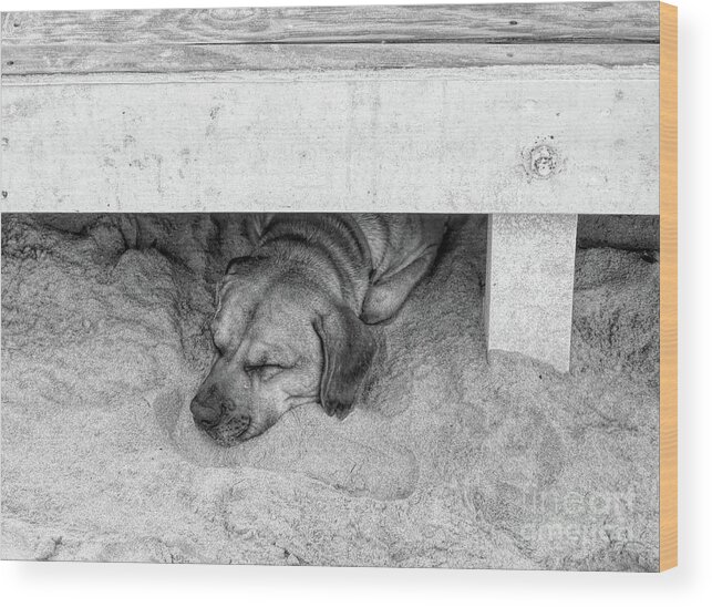 Tortola Wood Print featuring the photograph Sleeping Puppy BW by Elisabeth Lucas