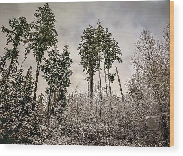 Forest Wood Print featuring the photograph Snowy Forest by Anamar Pictures