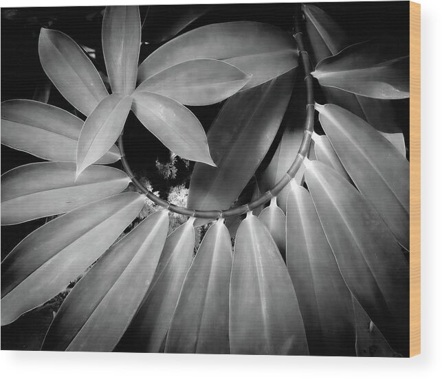 Black & White Wood Print featuring the photograph Spiraling Alignment by Vicky Edgerly