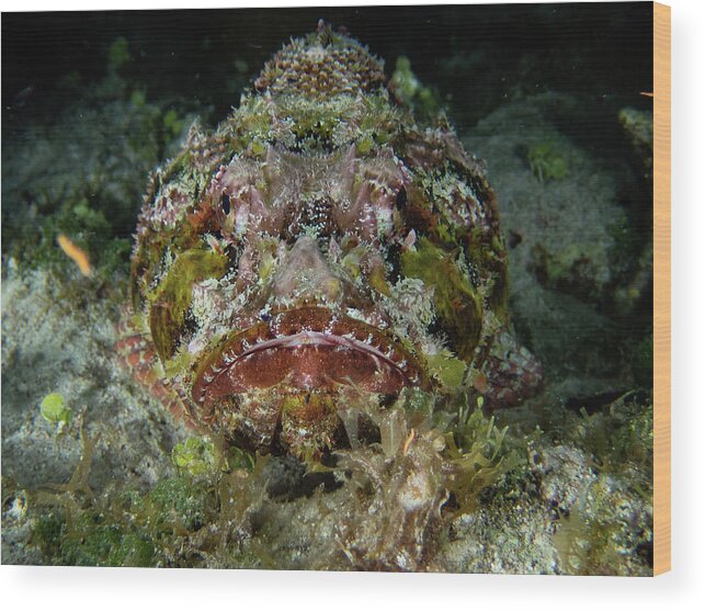 Scorpionfish Wood Print featuring the photograph Spotted Scorpionfish by Brian Weber