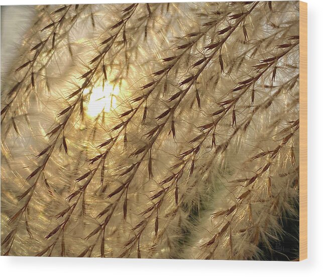 Pampas Wood Print featuring the photograph Sun through the Seeds - Pampas Grass backlit by sun by Peter Herman