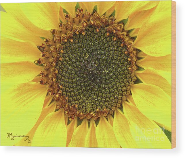 Nature Wood Print featuring the photograph Sunflower Heart by Mariarosa Rockefeller