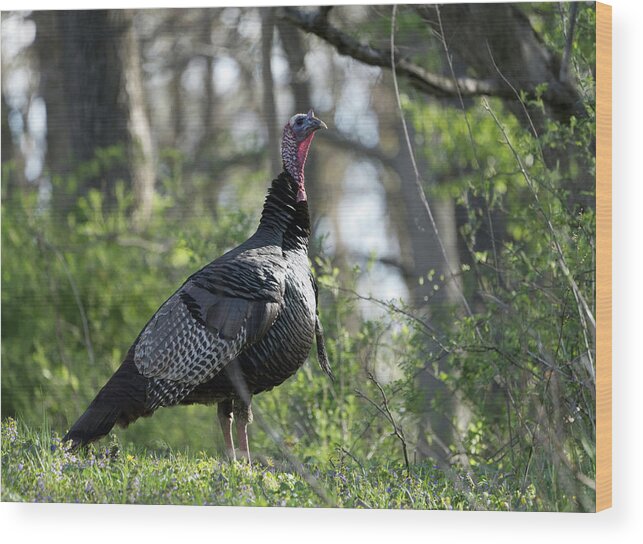 Bird Wood Print featuring the photograph Turkey in the Wild by Paul Ross