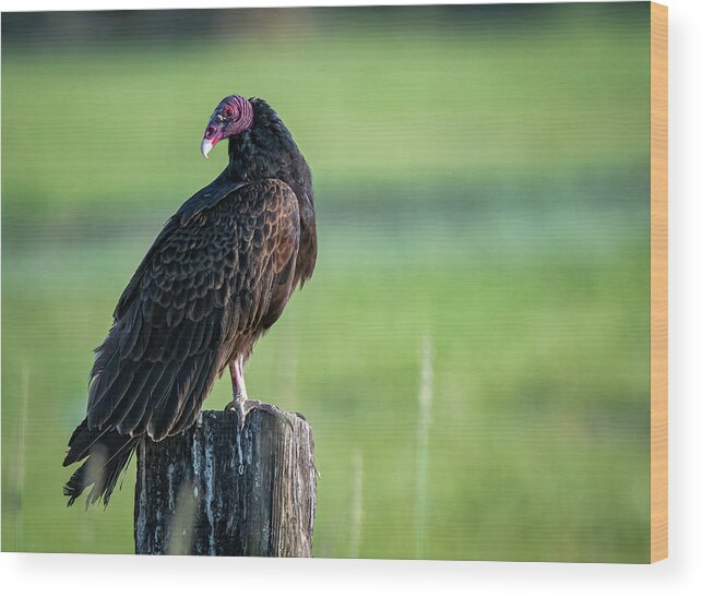 Turkey Wood Print featuring the photograph Turkey Vulture 2 by Rick Mosher