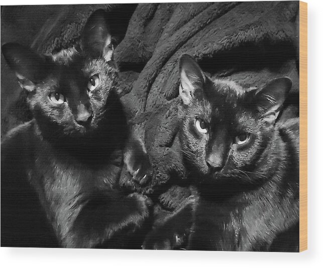 Cats Wood Print featuring the photograph Twins by Ally White