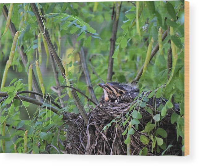 Bird Wood Print featuring the photograph Waiting for mom Photo 85 by Lucie Dumas