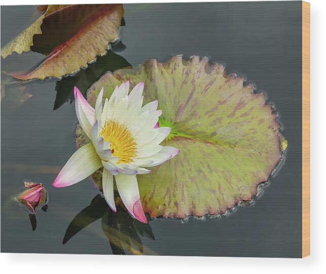 Lily Wood Print featuring the photograph White Water Lily by Cate Franklyn