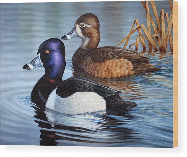 Ringnecked Ducks Wood Print featuring the painting Winter Ringbills by Guy Crittenden