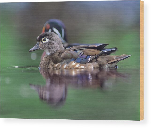 Tim Fitzharris Wood Print featuring the photograph Wood Ducks by Tim Fitzharris
