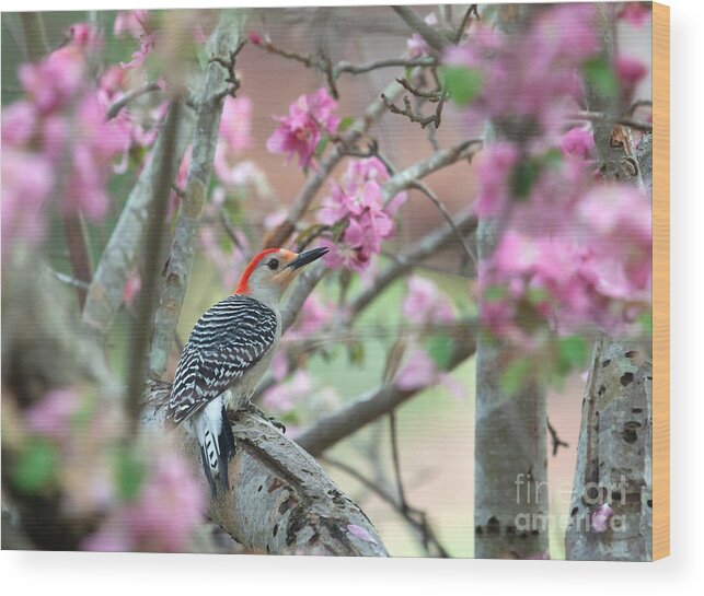 Red-bellied Woodpecker Wood Print featuring the photograph Woodpecker Floral by Jayne Carney