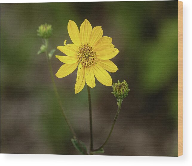 Yellow Flower Wood Print featuring the photograph Yellow Flower by David Morehead