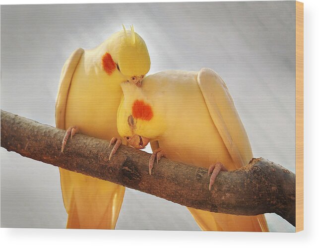 Cockatiel Wood Print featuring the photograph Love Birds by Abram House