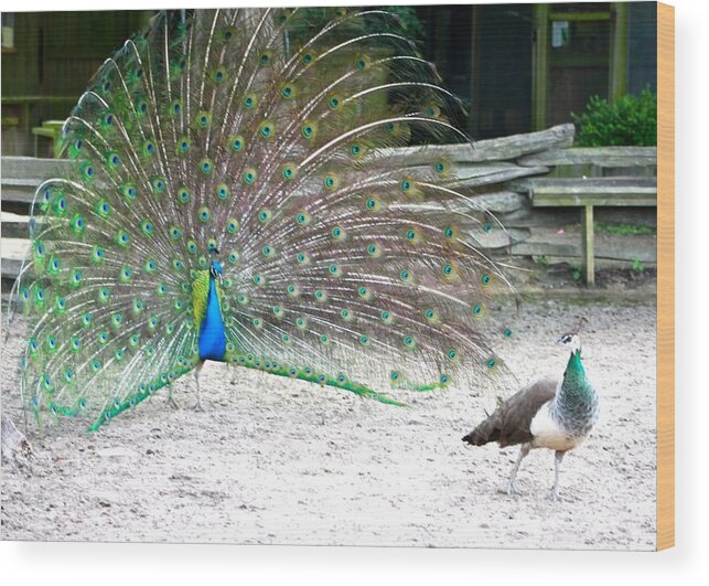 Peacocks Wood Print featuring the photograph Peacock Making an Impression by Jeanne Juhos