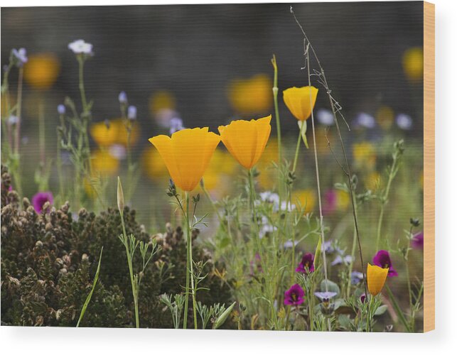 Flowers Wood Print featuring the photograph Wildflowers Explode by Abram House