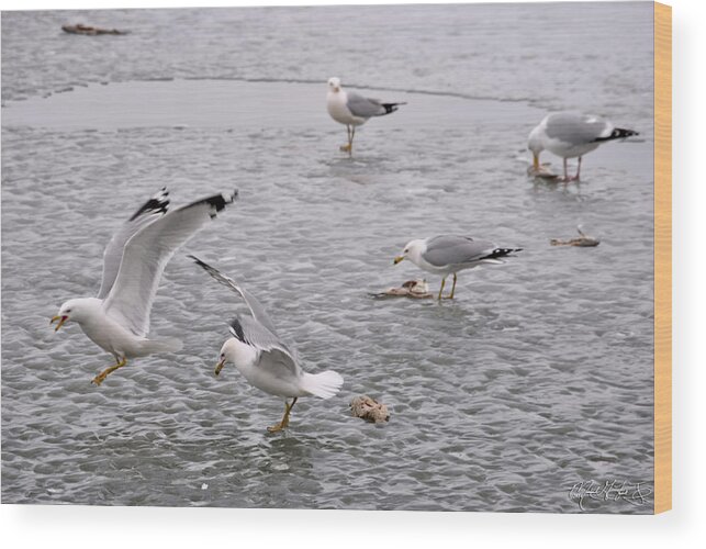 Seagull Wood Print featuring the photograph 01 Feeding Time at Lake Erie in Ripley NY by Michael Frank Jr