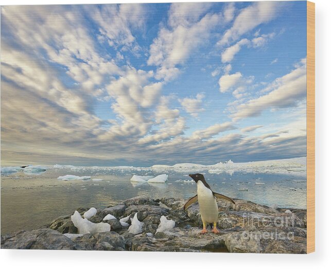 00345612 Wood Print featuring the photograph Adelie Penguin Flapping Wings by Yva Momatiuk John Eastcott