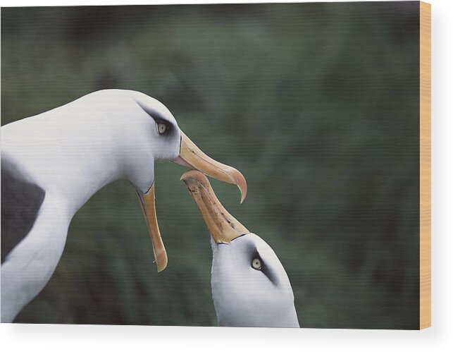 Feb0514 Wood Print featuring the photograph Campbell Albatross Courtship Dance #1 by Tui De Roy