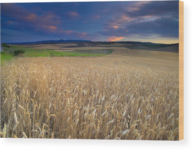 Plants Wood Print featuring the photograph Cereal Fields At Sunset #2 by Guido Montanes Castillo