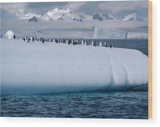 Feb0514 Wood Print featuring the photograph Chinstrap Penguins On Iceberg #1 by Flip Nicklin