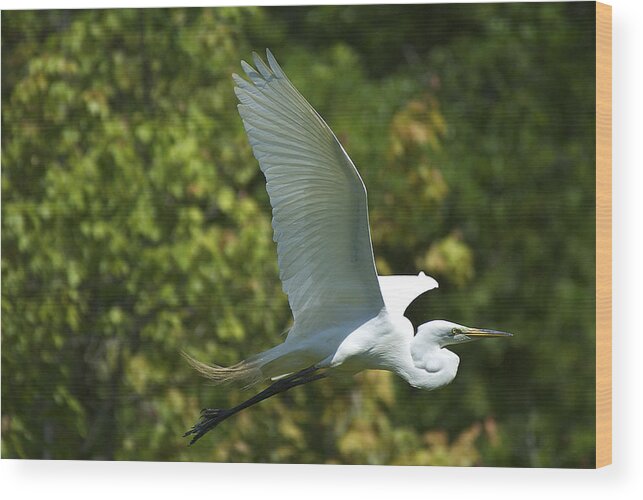  Wood Print featuring the photograph Egret #1 by Pat Exum