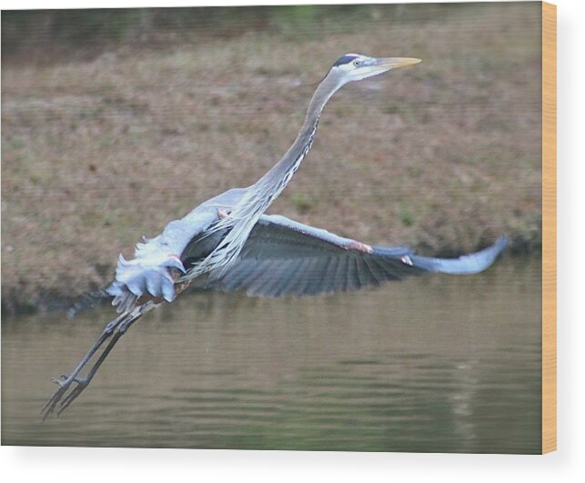 Great Blue Heron Wood Print featuring the photograph Great Blue Heron in Flight #1 by Jeanne Juhos