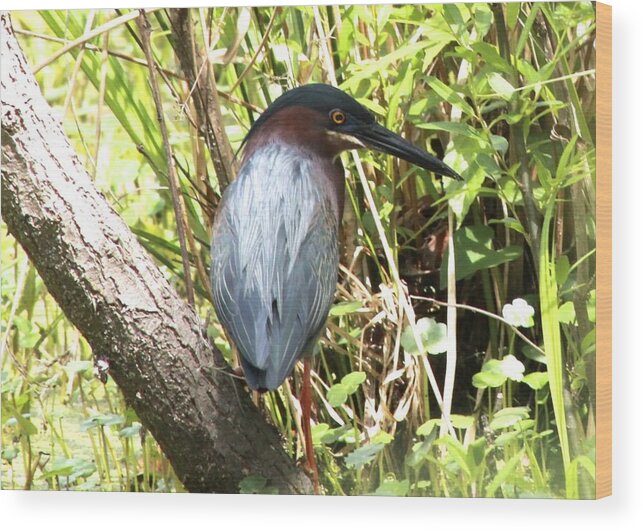 Green Heron Wood Print featuring the photograph Green Heron #1 by Jeanne Juhos