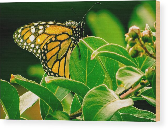 Monarch Wood Print featuring the photograph Hanging Around #1 by Stacy Michelle Smith