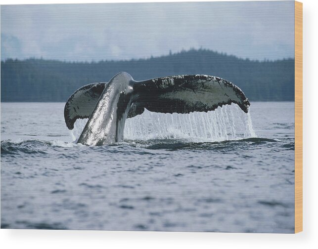 Feb0514 Wood Print featuring the photograph Humpback Whale Tail Alaska #1 by Flip Nicklin