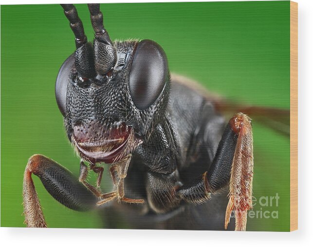 Ichneumon Wasp Wood Print featuring the photograph Ichneumon Wasp #1 by Matthias Lenke
