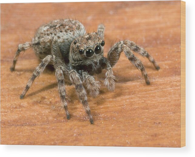 Arachnid Wood Print featuring the photograph Jumping Spider by Nigel Downer