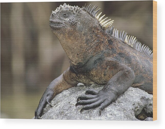 Feb0514 Wood Print featuring the photograph Marine Iguana Clings To Lava Rock #1 by Tui De Roy