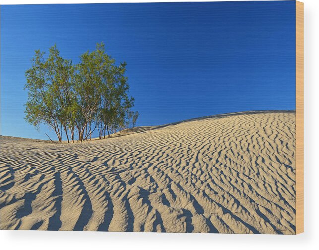  Wood Print featuring the photograph Mesquite Flat Sand Dunes - Death Valley #1 by Dana Sohr