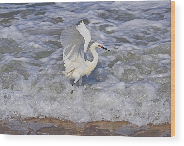 Bird Wood Print featuring the photograph Morning Stretch #1 by George Bostian