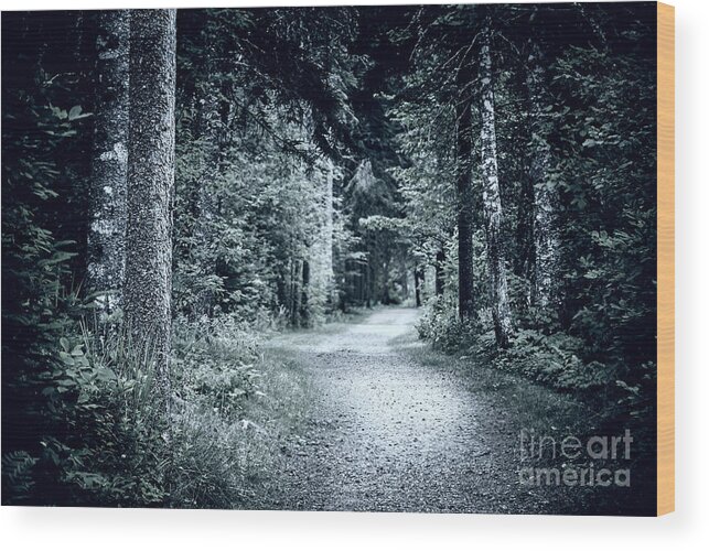 Path Wood Print featuring the photograph Path in dark forest 1 by Elena Elisseeva