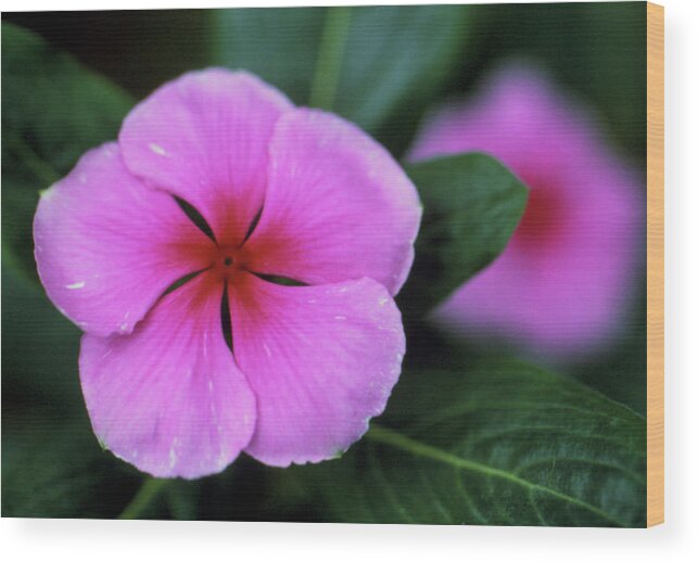 Madagascar Periwinkle Wood Print featuring the photograph Periwinkle Flowers #1 by Jerry Mason/science Photo Library