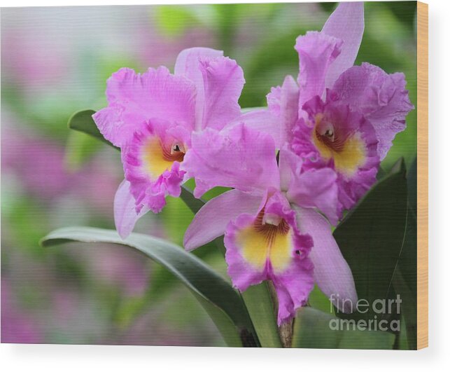 Orchid Wood Print featuring the photograph Pink Orchids #1 by Sabrina L Ryan