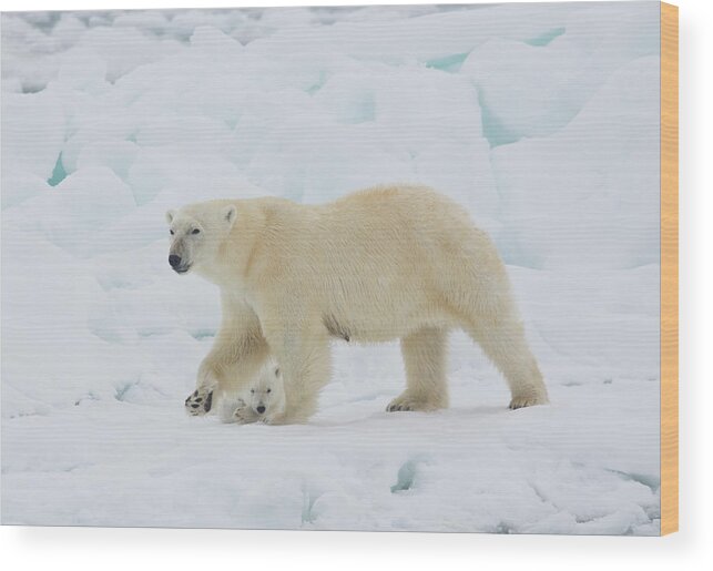 Bear Cub Wood Print featuring the photograph Polar Bear Sow With Young Cub High #1 by Darrell Gulin