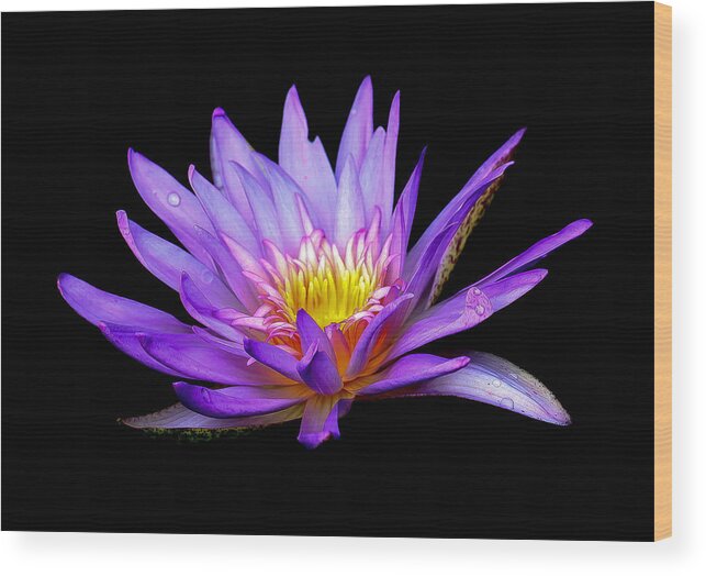 Lotus Wood Print featuring the photograph Purple Lilly #1 by Sean Allen